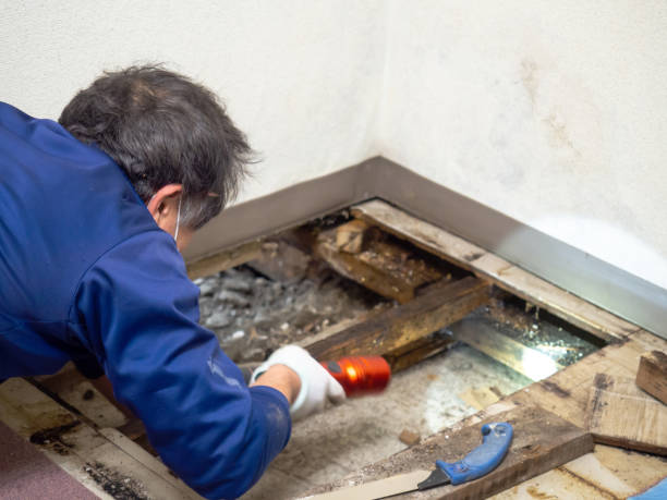 Mold Removal Process in Cutler Bay, FL