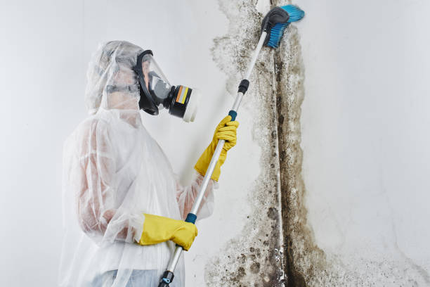 Best Mold Damage Repair  in Cutler Bay, FL