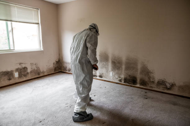 Best Mold Removal Process  in Cutler Bay, FL