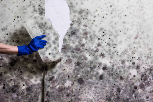 Best Mold Removal Company Near Me  in Cutler Bay, FL