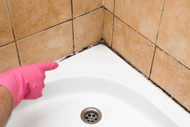 Best Office Mold Removal Services  in Cutler Bay, FL